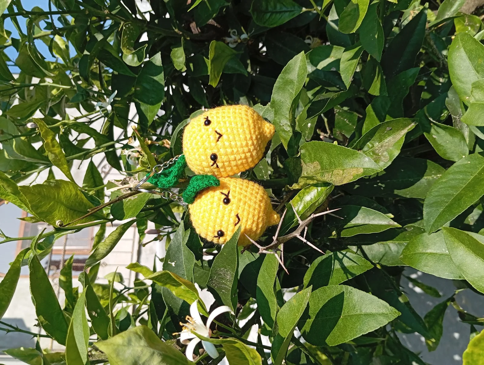 Novatoys limon 