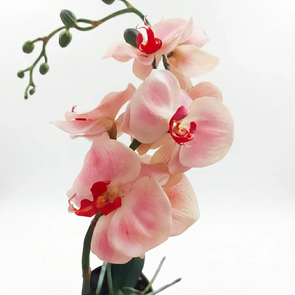 Orxideya Falenopsis