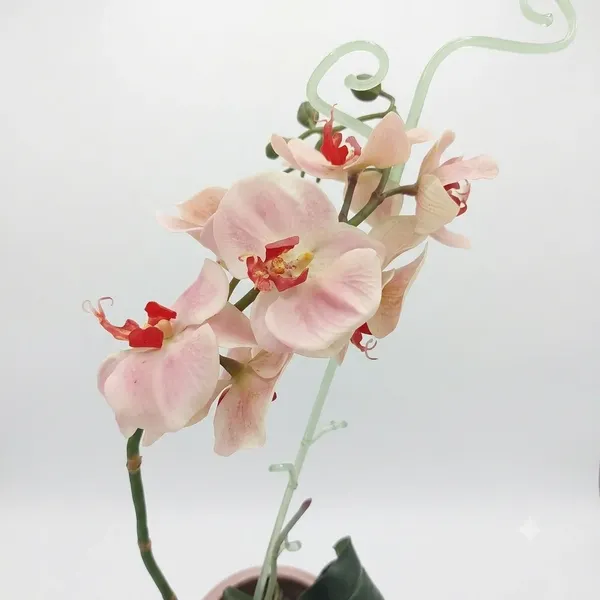 Orxideya Falenopsis 2