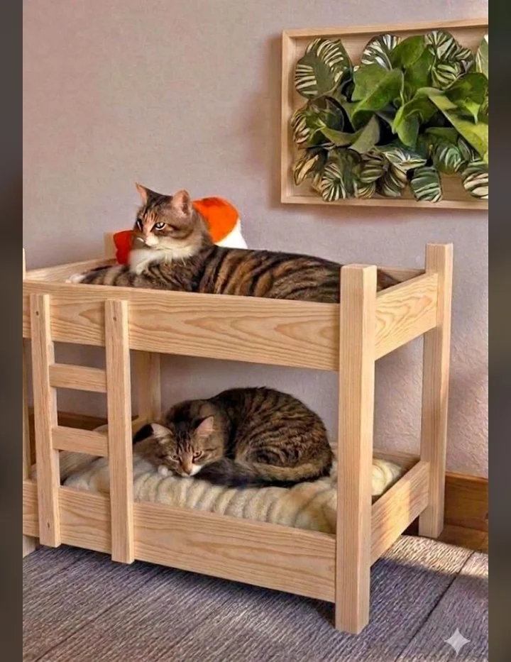 Taxta pişik evi və dırmaşma