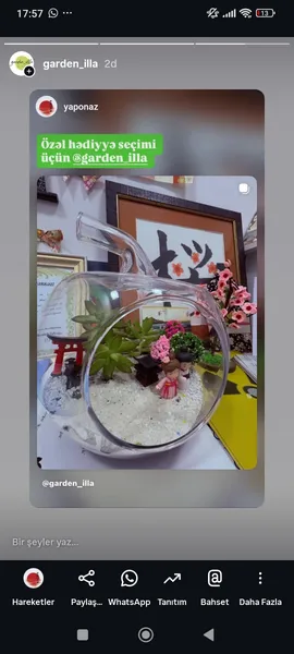 Təbii bitki terrariumu 4